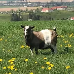 Farm stay Hochhubergut *