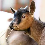 Hochhubergut Farm stay Aschach an der Steyr