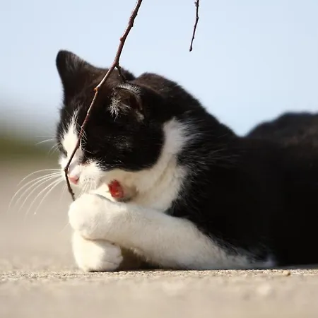 霍楚博格特酒店
