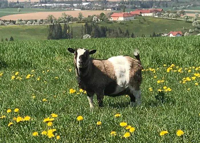 Bauernhof Hochhubergut *