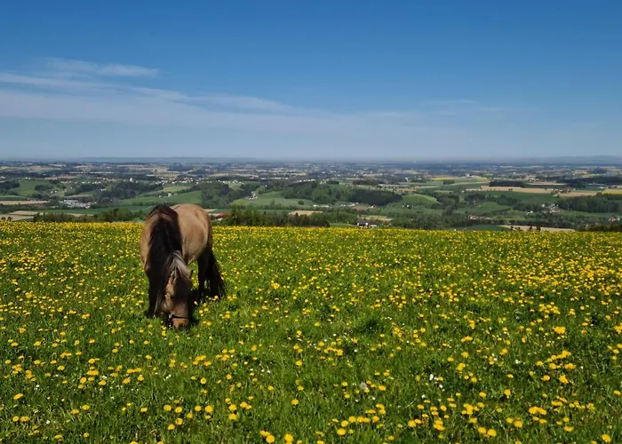Hochhubergut Bauernhof Aschach an der Steyr