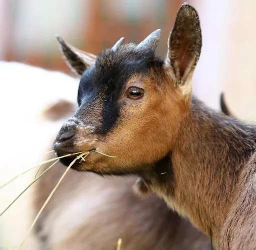Hochhubergut Bauernhof Aschach an der Steyr