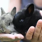 Hochhubergut * Aschach an der Steyr