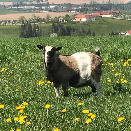 Farm stay Hochhubergut *