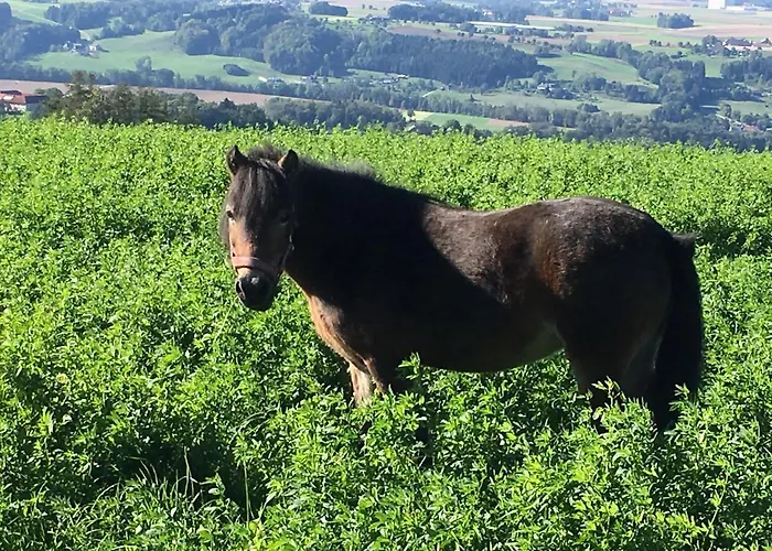 Çiftlik konaklama Hochhubergut